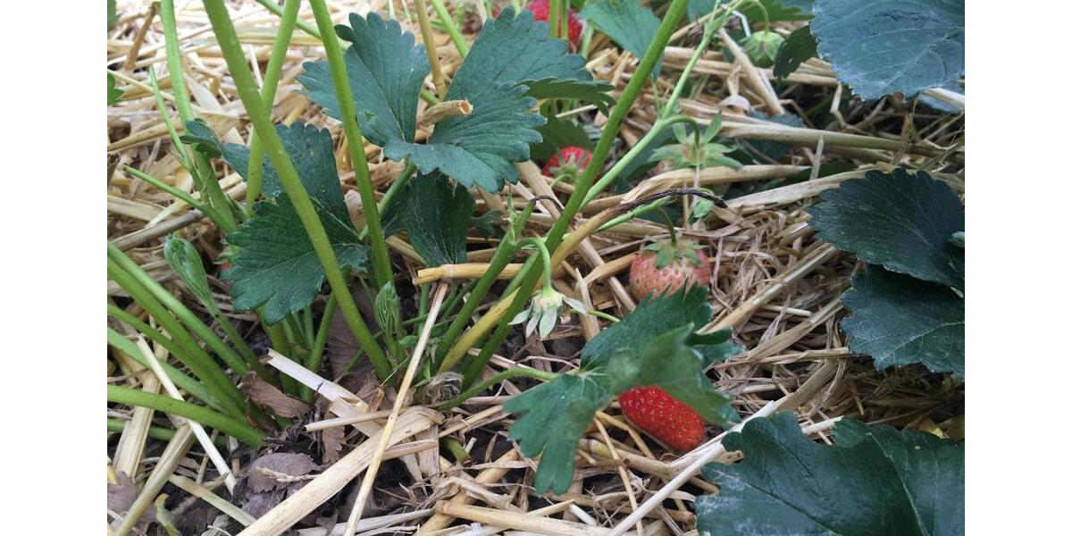 Grundstück Neuhausen auf den Fildern - 80&euro; | Angebot:10225183