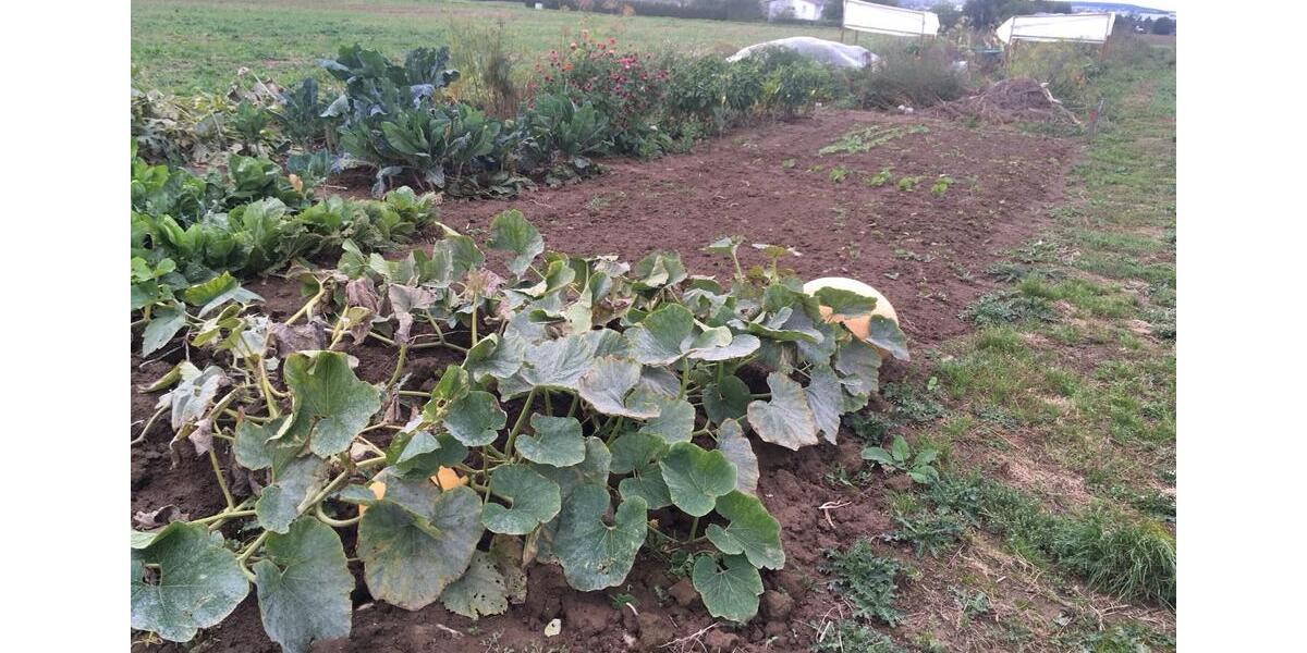 Grundstück Neuhausen auf den Fildern - 80&euro; | Angebot:10225183