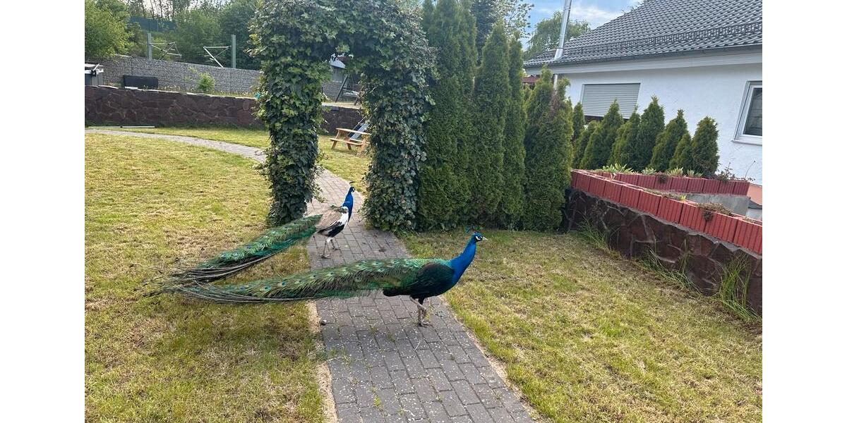 Mehrfamilienhaus, Wohnhaus Magstadt - 6 Zimmer, 387 m&sup2;, 1.349.000&euro; | Angebot:24984052