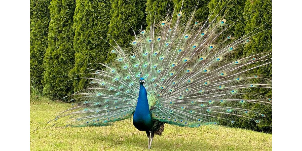 Mehrfamilienhaus, Wohnhaus Magstadt - 6 Zimmer, 387 m&sup2;, 1.349.000&euro; | Angebot:24984052