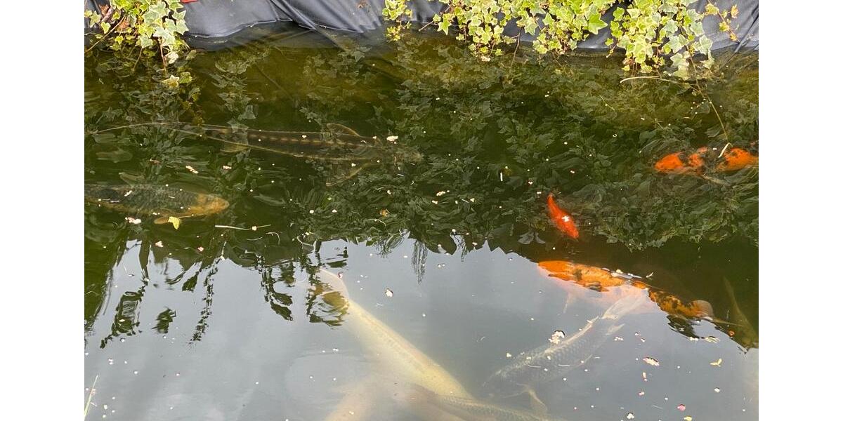 Mehrfamilienhaus, Wohnhaus Magstadt - 6 Zimmer, 387 m&sup2;, 1.349.000&euro; | Angebot:24984052