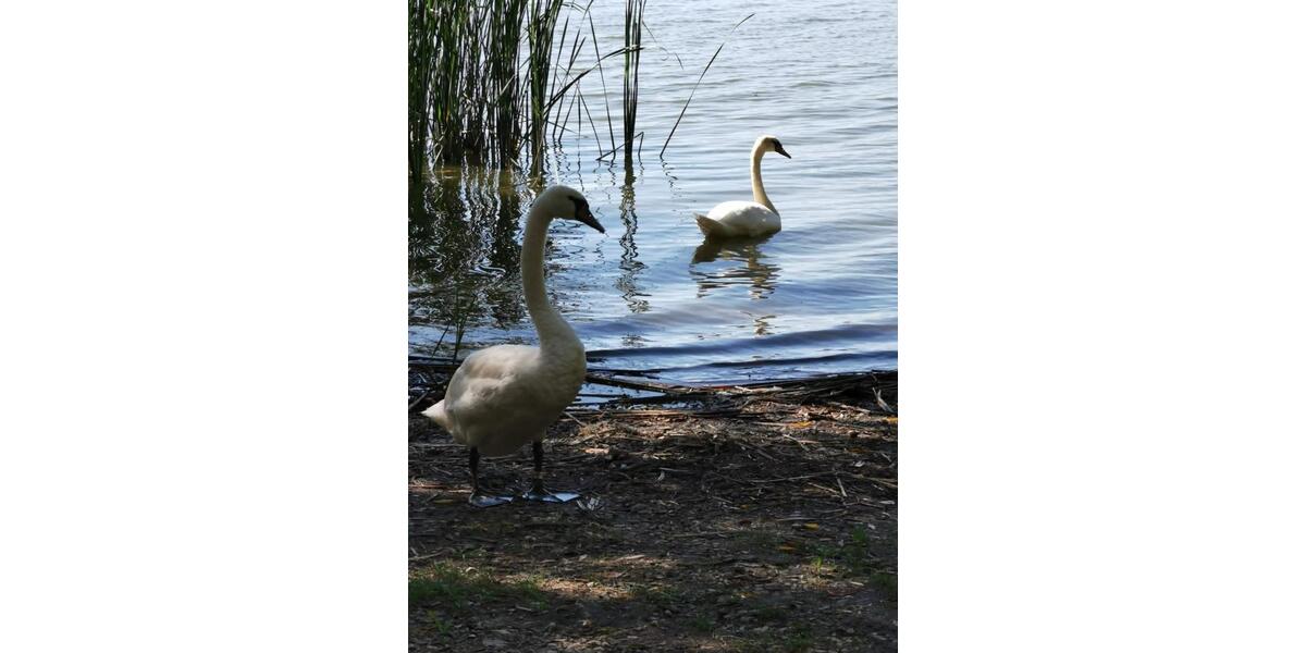 Villa Horb am Neckar - 5 Zimmer, 150 m&sup2;, 90&euro; | Angebot:24223471